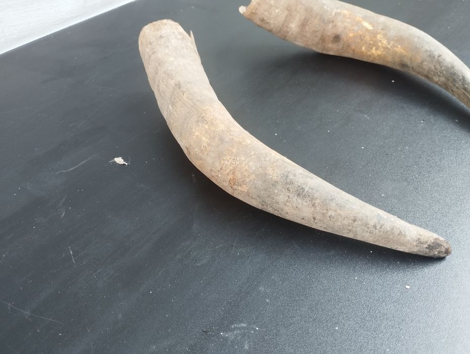 Чифт биволски рога