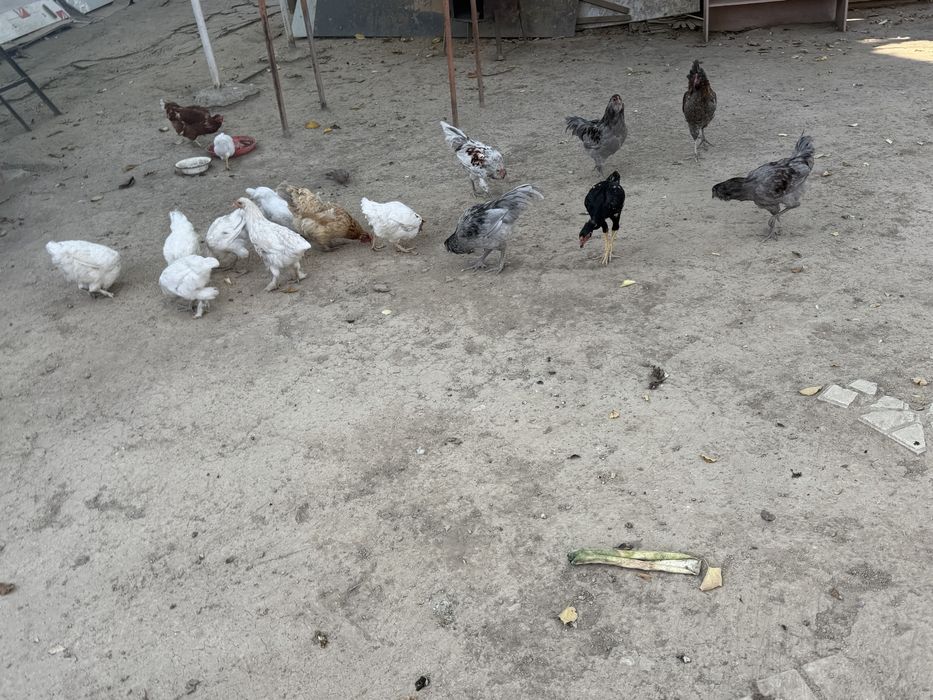 Куры цепленки на продаже