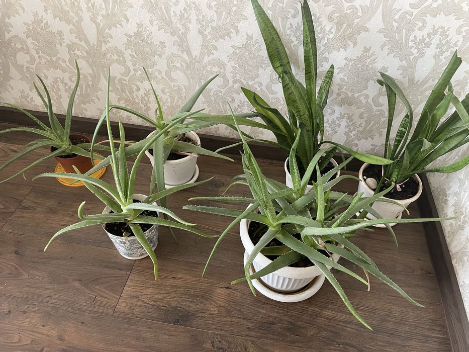 Продам алоэ вера лечебный