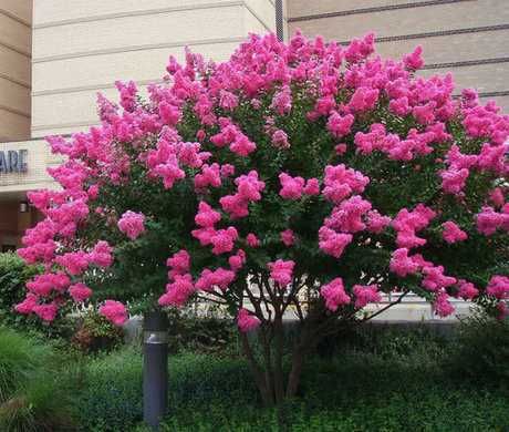 Лагерстремия - индийски люляк Налични 5 цвята