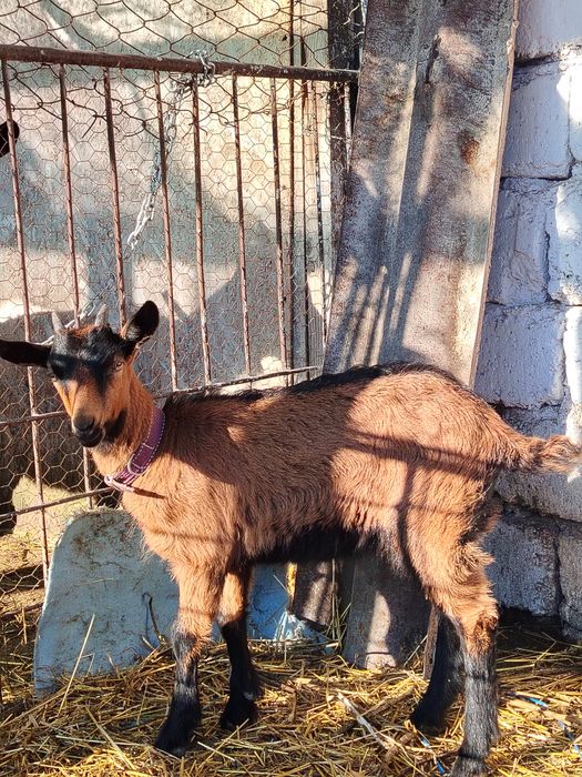 Vand tapisor și ieduță alpin francez 800 de lei perechea