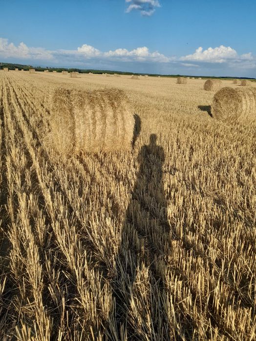 Vand paie de grîu