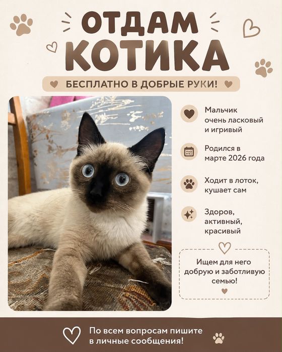 Кот 4 месяцев , хороший , нежный , лоток и миска в подарок и игрушка