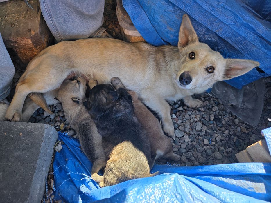 Передам в заботливые руки!