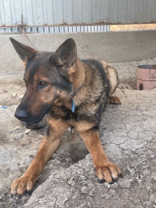 Немецкая овчарка