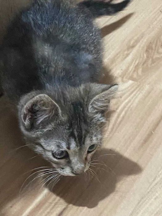 Pisicuță pentru adopție