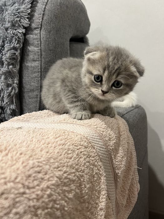 Продаются британские котята