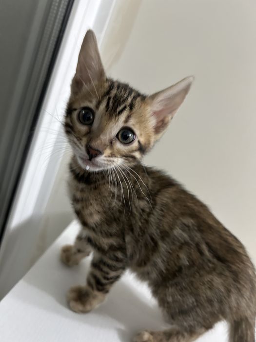 Бенгальская кошка