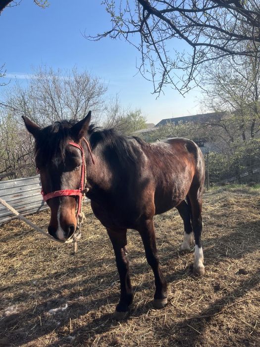 Лошади 2 года двум одному 5