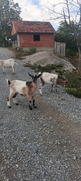 Vând o capră românească