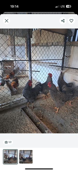 Продаю 4 крупных петувох плиметруки