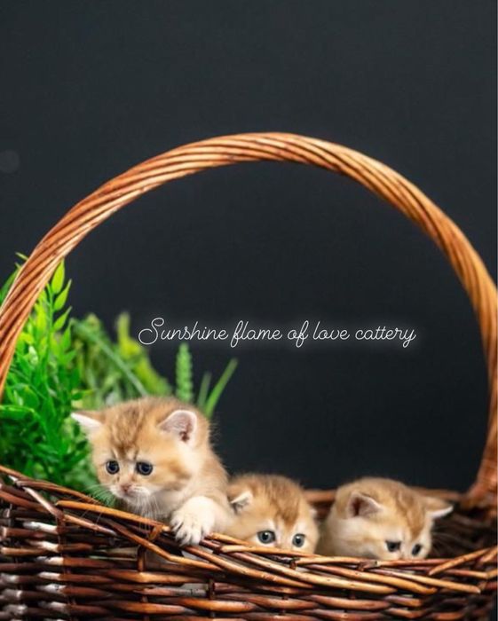 Киски ласковые