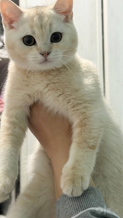 Продается котенок мраморный британский шиншила