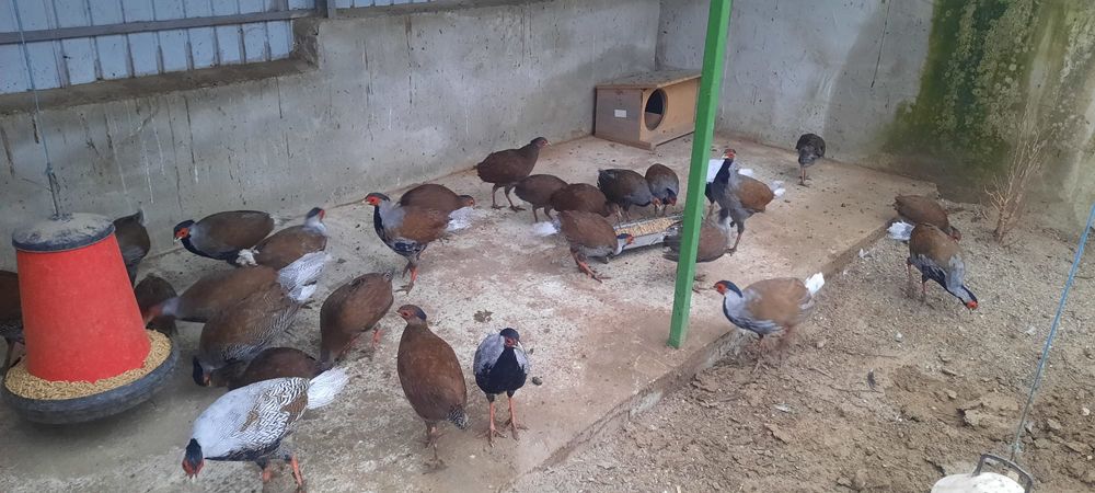 Fazani Comun, Tenebros, Argintiu