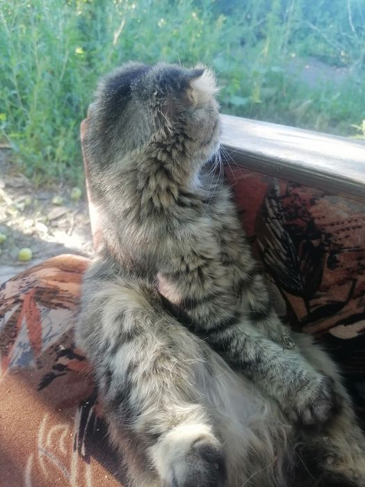 Отдам кота в хорошие руки