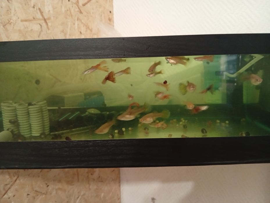 Непривередливые рыбки гуппи