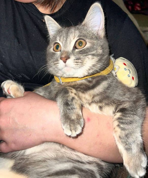 Мушук зотдор скоттиш страйт