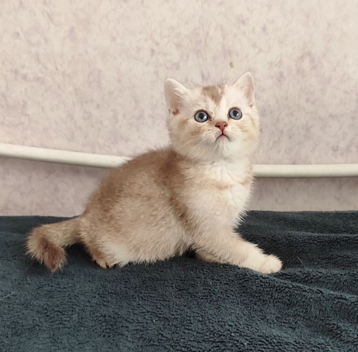 Шиншиллки котята