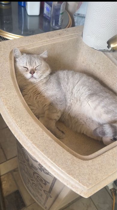 Mushuk sotiladi shinshila