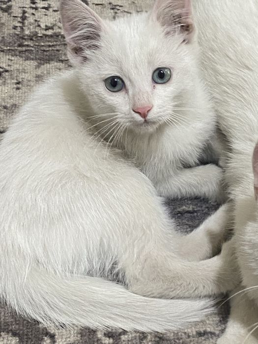 Котенок мальчик.