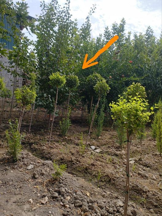 Sadda qayrag'och manzarali daraxti ko'chatlar bor.