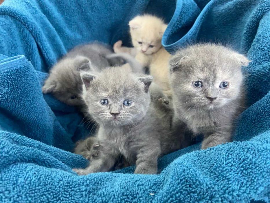 Милые котята — мама шотландка, папа британец