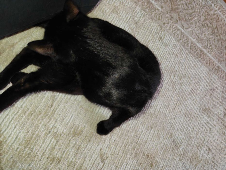Отдам кота в хорошие руки