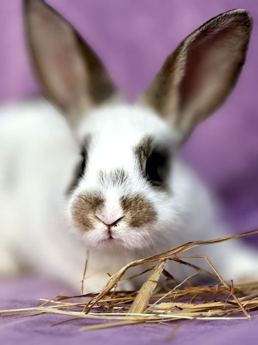 Quyon 40 000 mindan boshlanadi