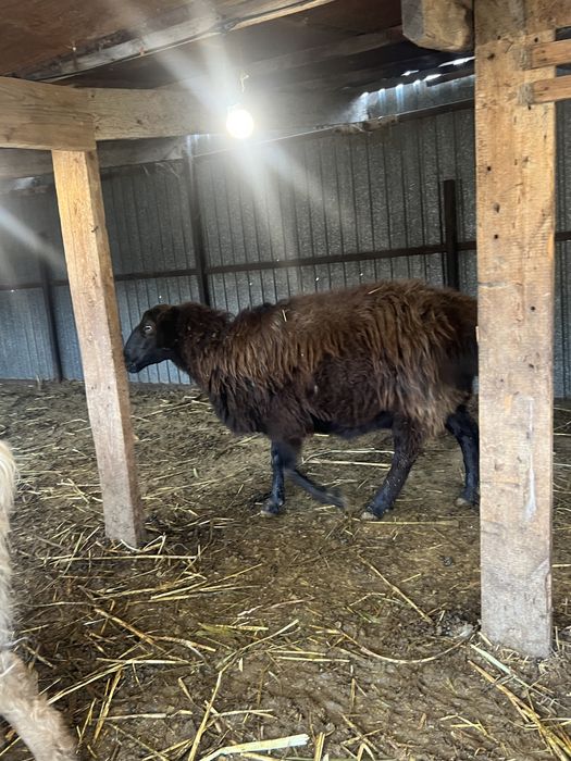 Бараны  продам звоните