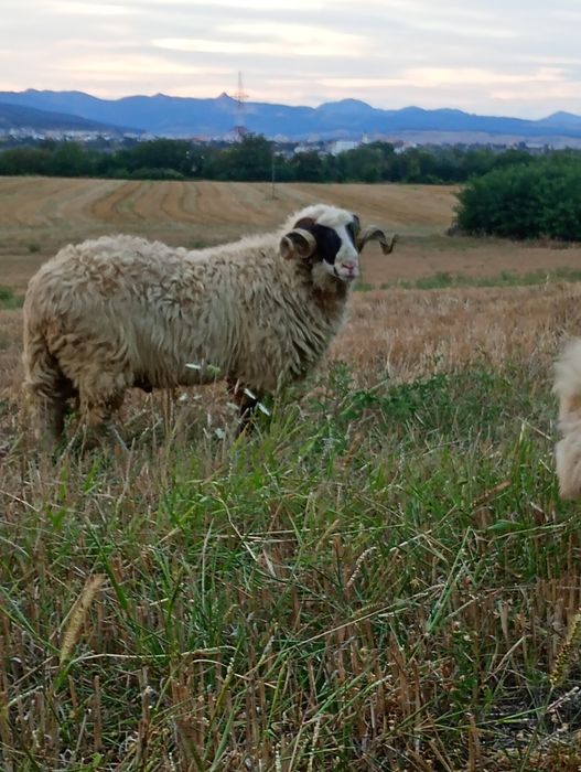 Berbec de vânzare