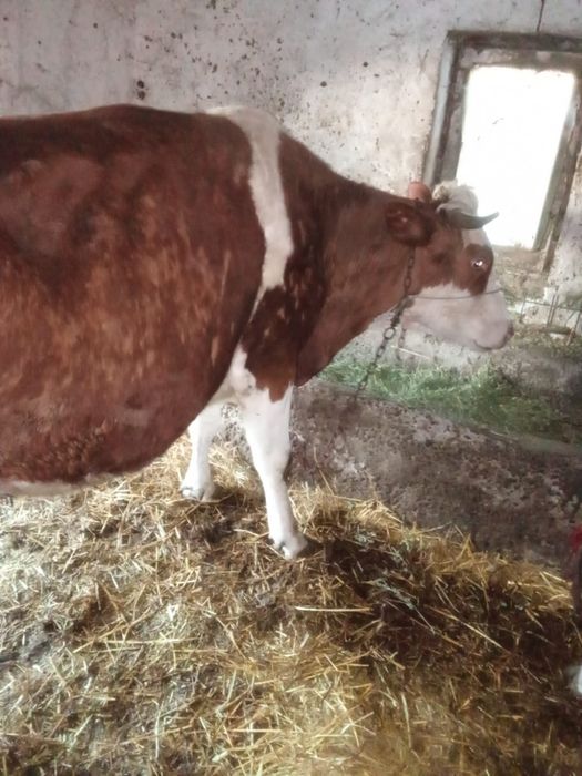 Vaci de vânzare cu lapte