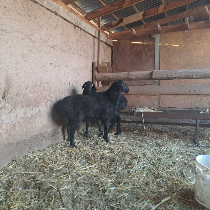 Кошкар Токты семиз.