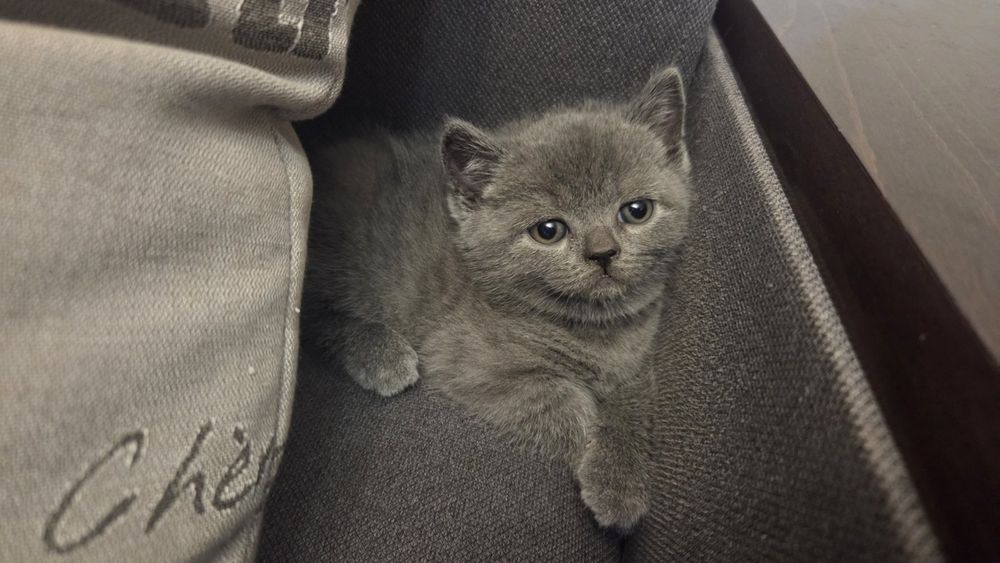 Британски сини късокосмести котета