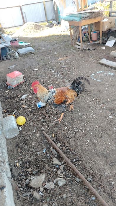 Продам несушек или обмен