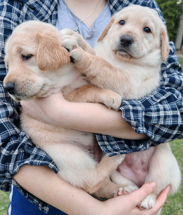 Labradori retriever, adorabili, căutăm familii iubitoare