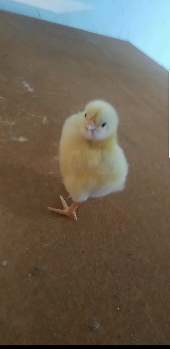 Продам цеплят бро