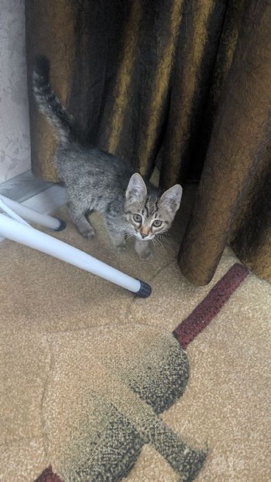 Котёнок 2 месяца бесплатно