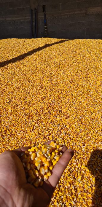 Porumb boabe uscat umiditate 14%