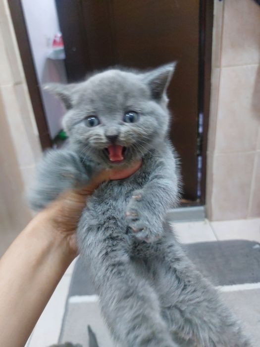 Продам котёнка Скоттиш страйт девочка