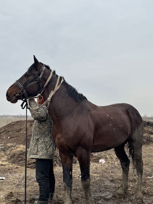 Айғыр,ат,лошадь,жеребець