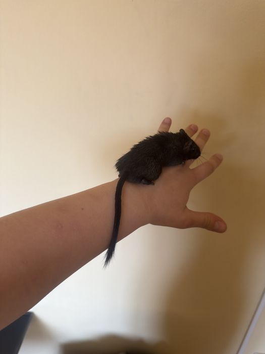 Vând veveriță Degu