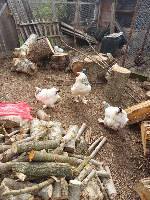 Pasari de rasa si iepuri