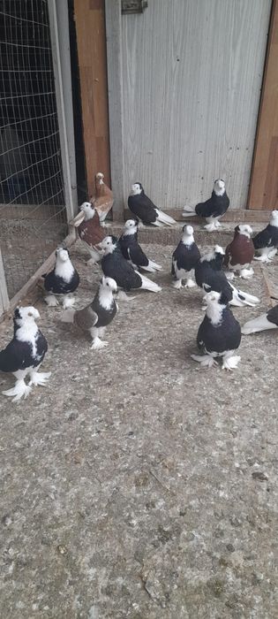 Porumbei de ornament