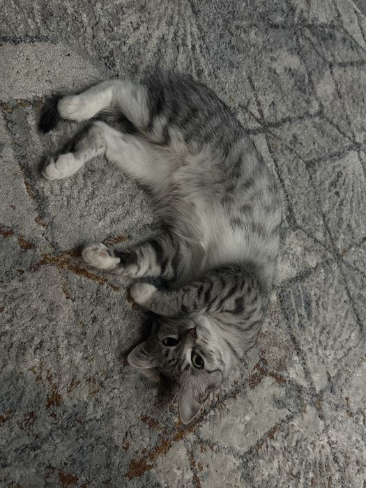 Кошечка скоттиш фолд