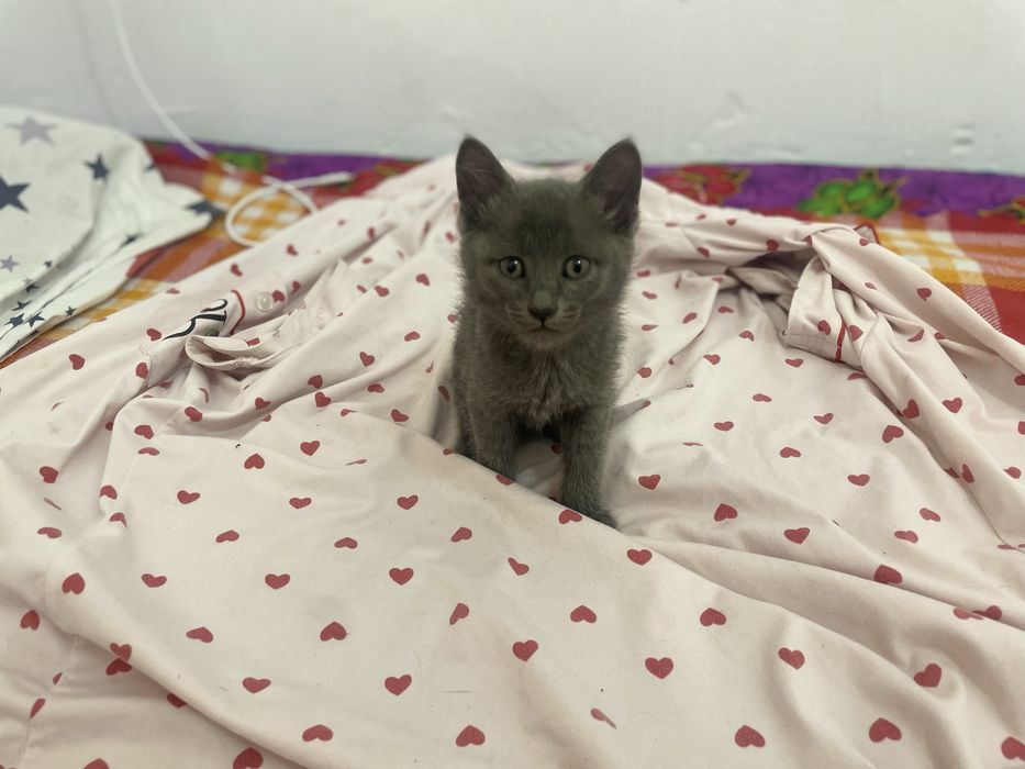 Продаютса кошки (котята)