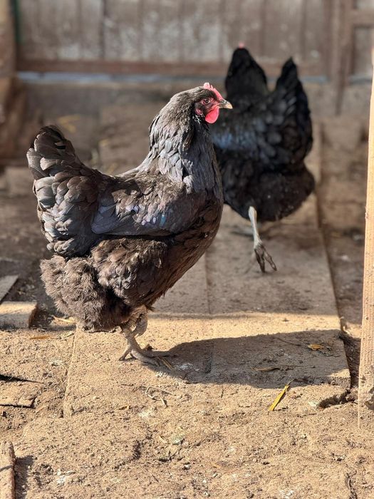 Oua si pui jersey giant