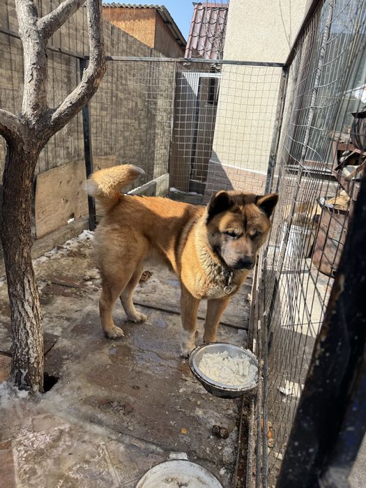 Отдам в хорошие руки