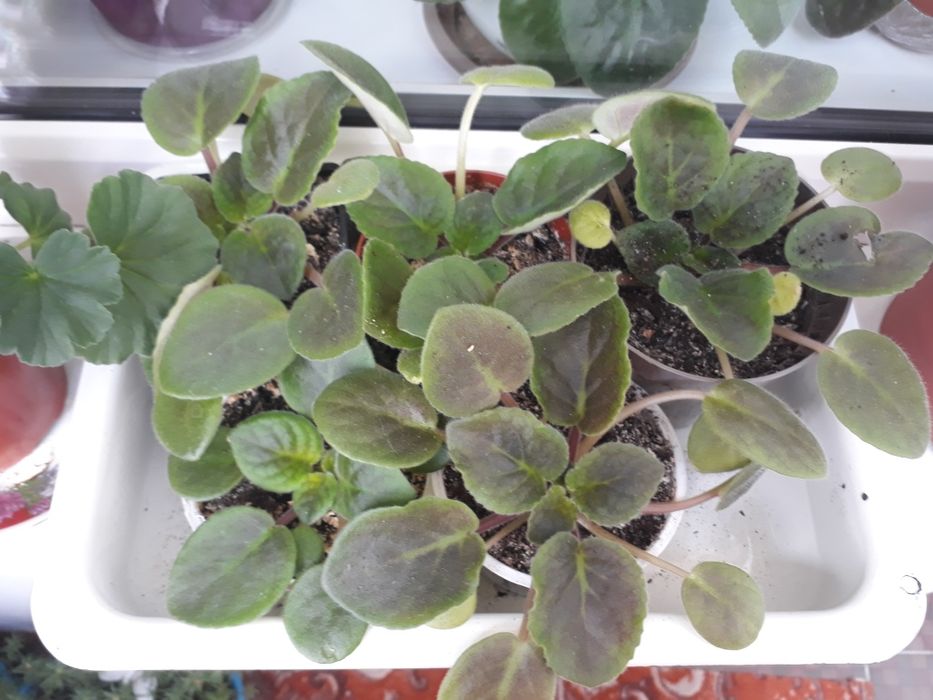 Продам красивые фиалки.