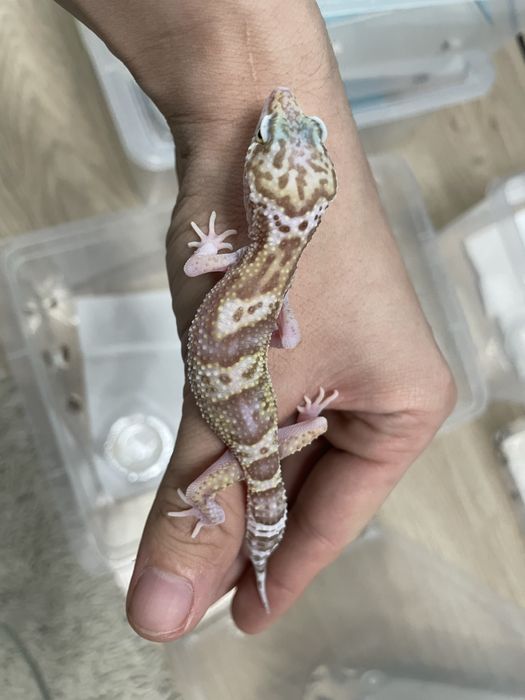 Эублифары геконы