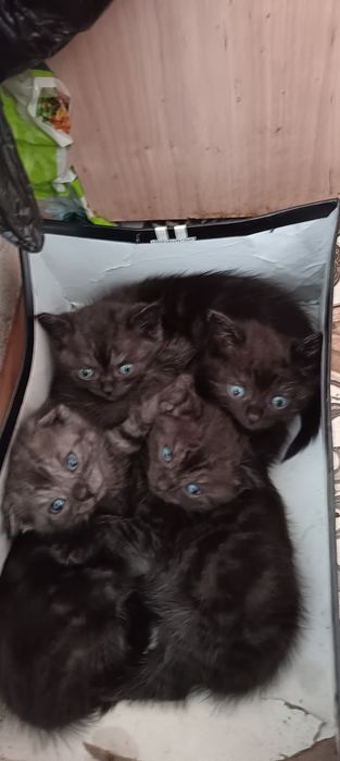 Продам котят веслоухих